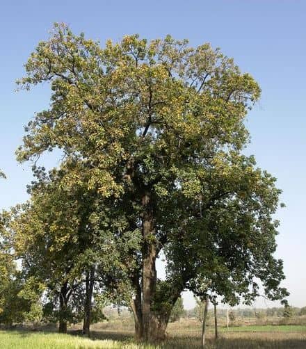 an-aged-healthy-mahua-tree.jpg