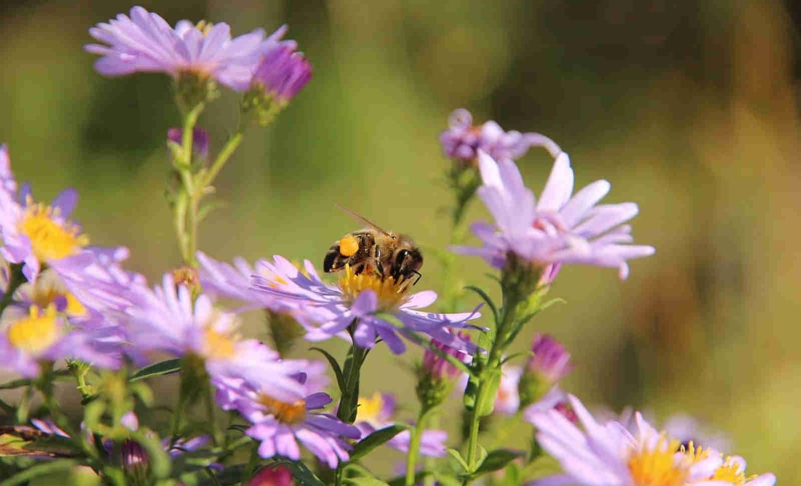 Bees Flying to Favorite Flowers puzzle