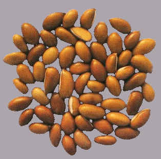 Mahua seeds