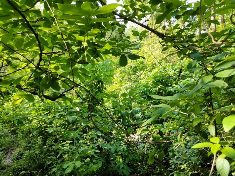 Immersed in the healing power of Nature