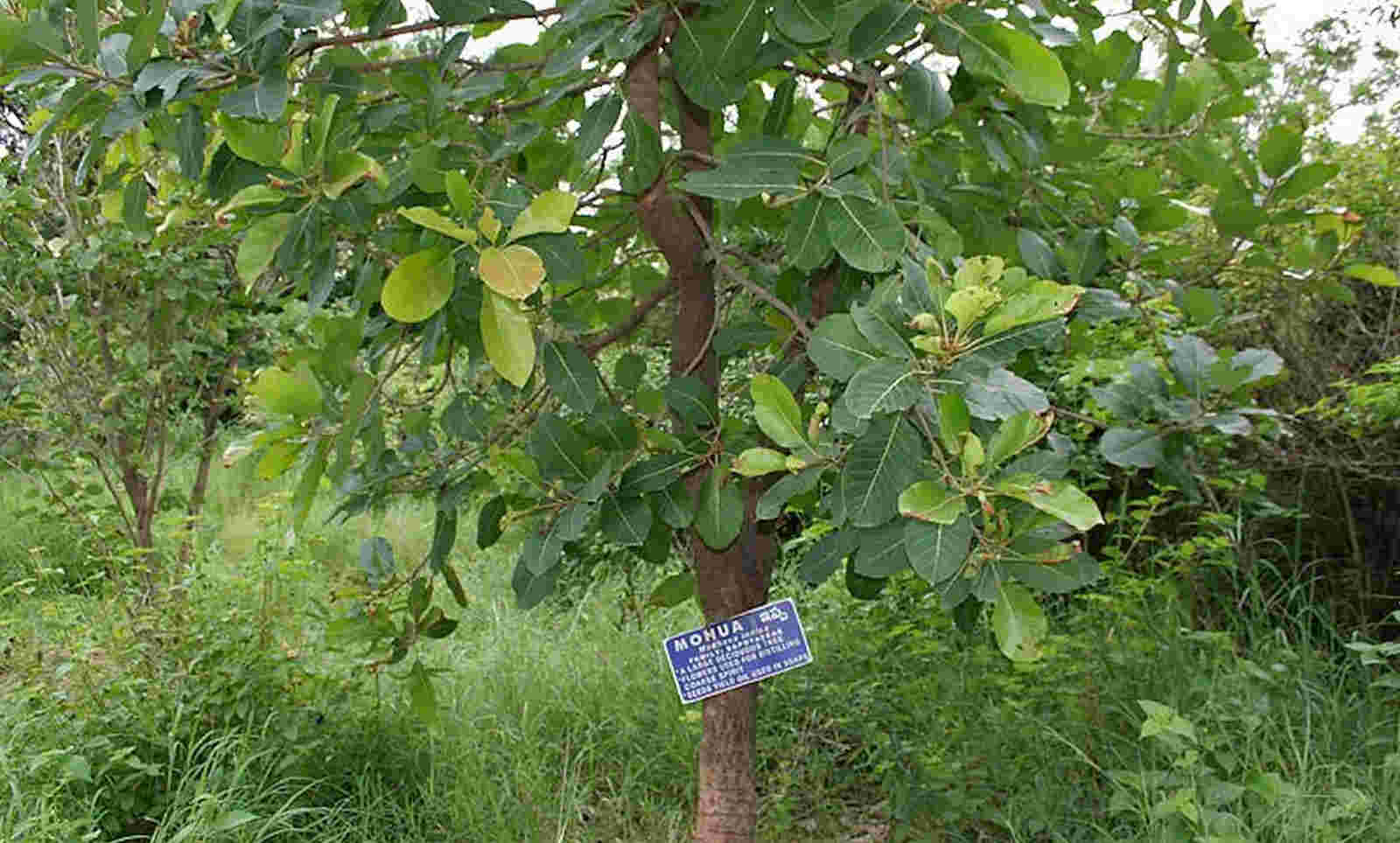 Mahua seed collection and germination for healthy tree growth in forest farming