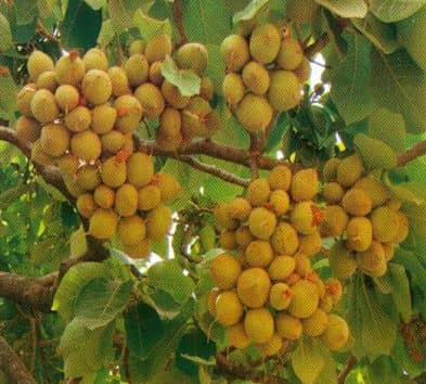 Ripe Mahua fruits ready for seed collection