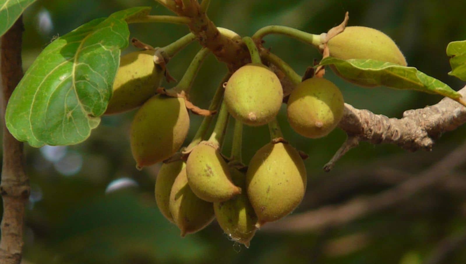 How to Collect Mahua Seeds for Best Results